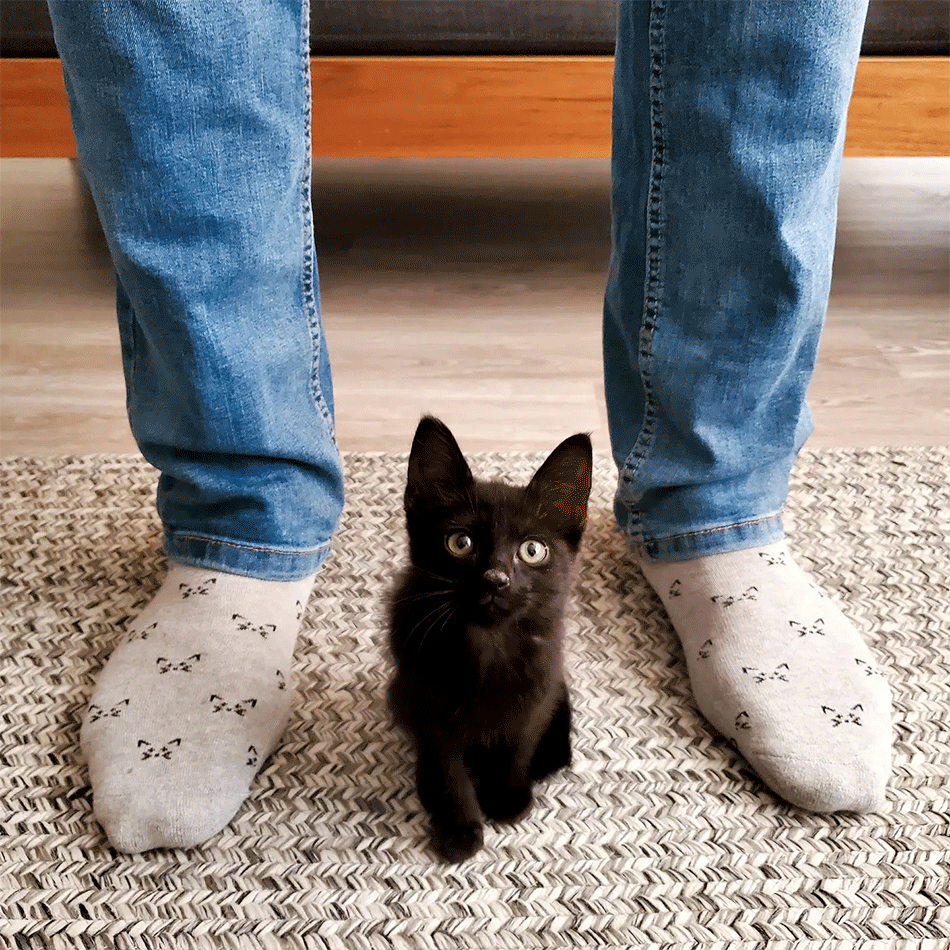 Fair trade organic cotton socks cat